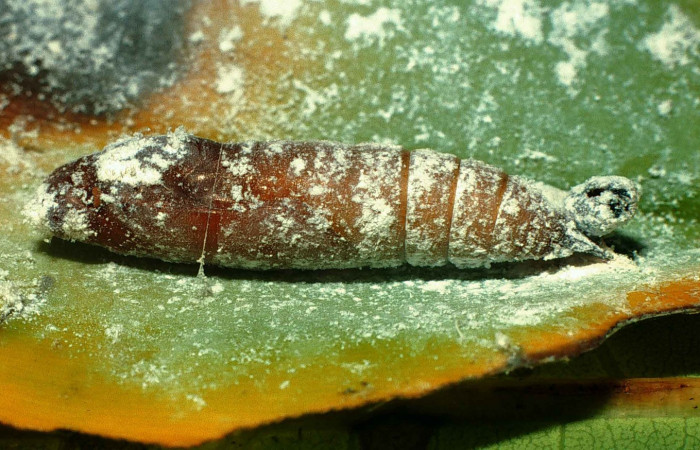 Fig. 14  Pupa de  <i>Cynea megalops</i></i> mostrando la parte lateral, capsula de pupa Voucher: 00-SRNP-11393-DHJ54339.jpg