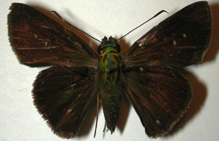 Fig.15 Adulto de <i>Cynea megalops</i></i> mostrando la parte dorsal ,  macho Voucher :00-SRNP-11393-DHJ32946.jpg