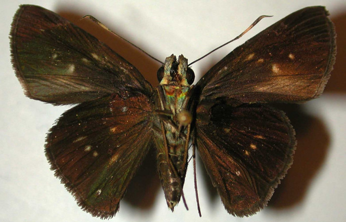 Fig.16 Adulto de <i>Cynea megalops</i></i> mostrando la parte ventral,  Macho, Voucher: 00-SRNP-11393-DHJ32947.jpg