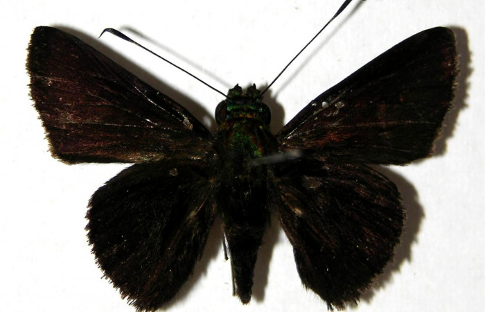 Fig.17 Adulto de <i>Cynea megalops</i></i> mostrando la .parte dorsal , Hembra, Voucher. 05-SRNP-5831-DHJ327560.jpg