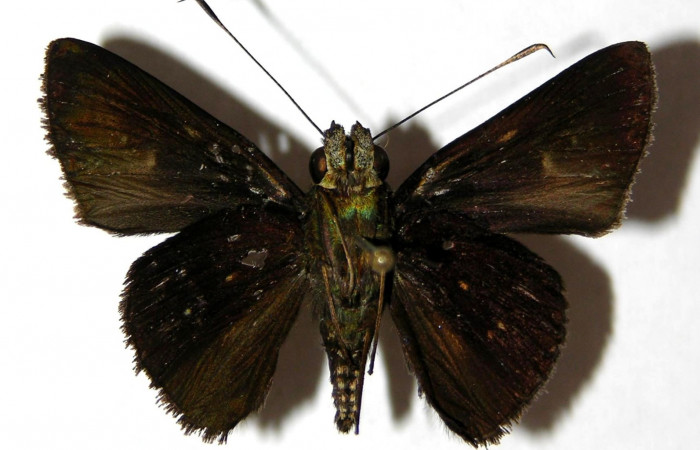 Fig.18 Adulto de <i>Cynea megalops</i></i> mostrando la parte ventral, Hembra.  Voucher 05-SRNP-5831-DHJ327561.jpg