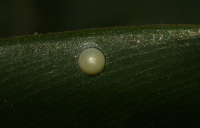 Fig.2  Huevo de Cynea megalops  vista dorsal Voucher: 16-SRNP-30141-DHJ729192.jpg