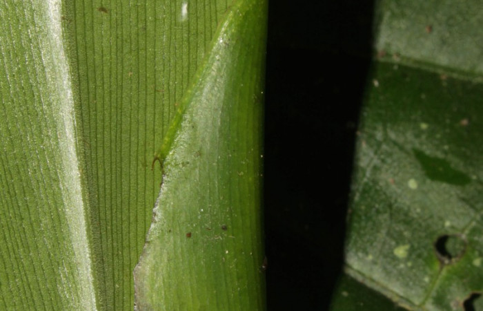 Fig. 4 Larva de Cynea megalops segundo estadío, mostrando corte de la casita  Voucher:16-SRNP-30140-DHJ729191.jpg