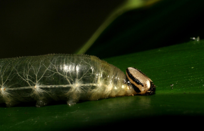 Fig.9  Larva de <i>Cynea megalops</i></i> último estadío vista lateral, mostrando la cabeza en forma lateral.  Voucher: 06-SRNP-5596-DHJ411147.jpg