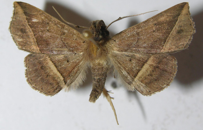 Fig.10 Adulto <i>Antiblemma</i></i>  Janzen34 dorsal. macho. Voucher: 11-SRNP-33551-DHJ556936.jpg