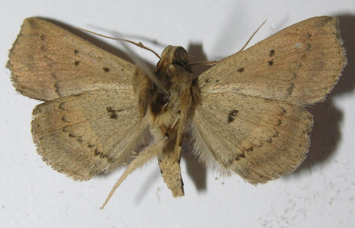 Fig.11 Adulto <i>Antiblemma</i></i>  Janzen34 ventral. macho. Voucher;  11-SRNP-33551-DHJ556937.jpg