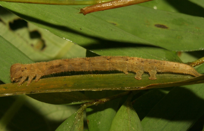 Fig .1  Larva <i> Antiblemma</i></i>  Janzen34 en último estadio mostrando parte dorsal. Voucher: 11-SRNP-33551-DHJ484958.jpg