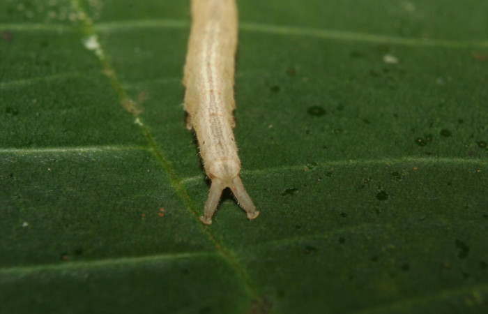 Fig.2 Larva  <i>Antiblemma</i></i>  Janzen34 en último estadío mostrando la parte propatas, caracteristica. importante de la familia Erebidae Voucher: 12-SRNP-70348-DHJ494909.jpg