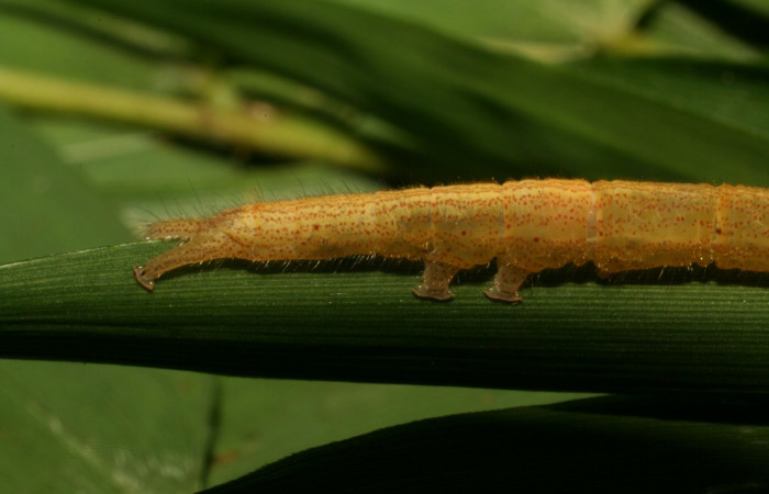 Fig .3  Larva <i>Antiblemma</i></i>  Janzen34  en último estadio mostrando parte lateral últimos segmentos. Voucher: 12-SRNP-65156-DHJ487873.JPG