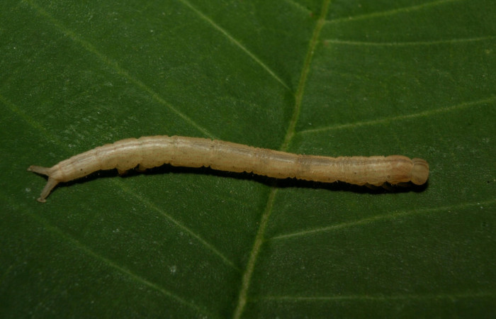 Fig .4  Larva <i>Antiblemma</i></i>  Janzen34  en penúltimo estadio mostrando parte dorsal. Voucher: 12-SRNP-70348-DHJ494905.jpg