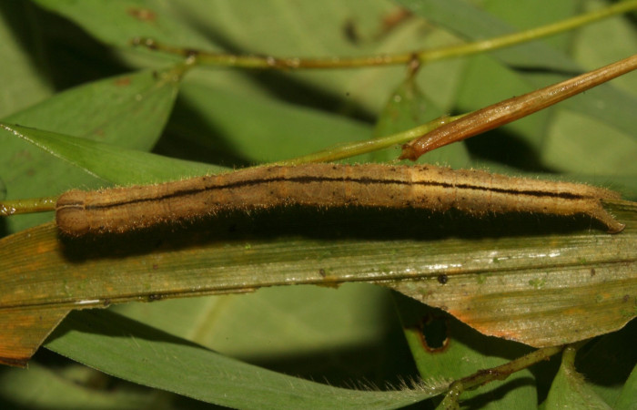 Fig. 5 Larva <i>Antiblemma</i></i>  Janzen34 en último estadio mostrando parte dorsal raya negra.  Voucher: 11-SRNP-33551-DHJ484960.jpg