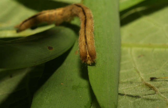 Fig .6  Larva <i>Antiblemma</i></i>  Janzen34  en último estadio mostrando parte frontal. Voucher: 11-SRNP-33551-DHJ484961.jpg