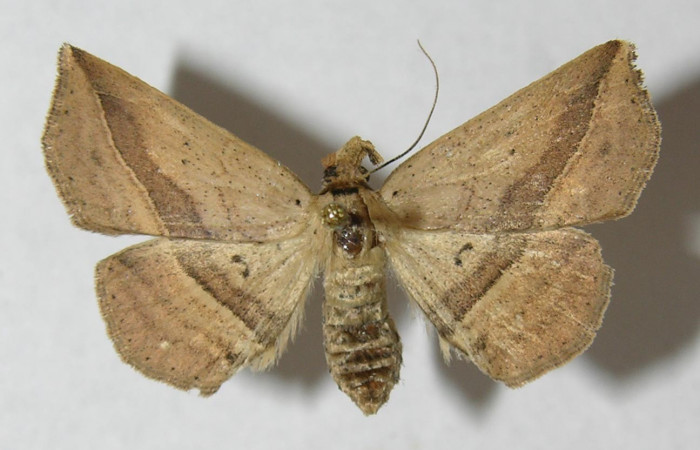 Fig.8 Adulto <i>Antiblemma</i></i>  Janzen34 dorsal. Hembra. Voucher:  12-SRNP-72076-DHJ567592.jpg