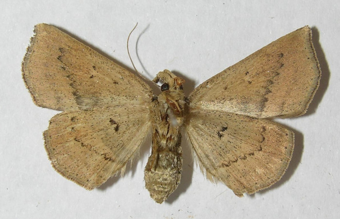 Fig.9 Adulto <i>Antiblemma</i></i>  Janzen34 ventral. Hembra. Voucher: 12-SRNP-72076-DHJ567593.jpg