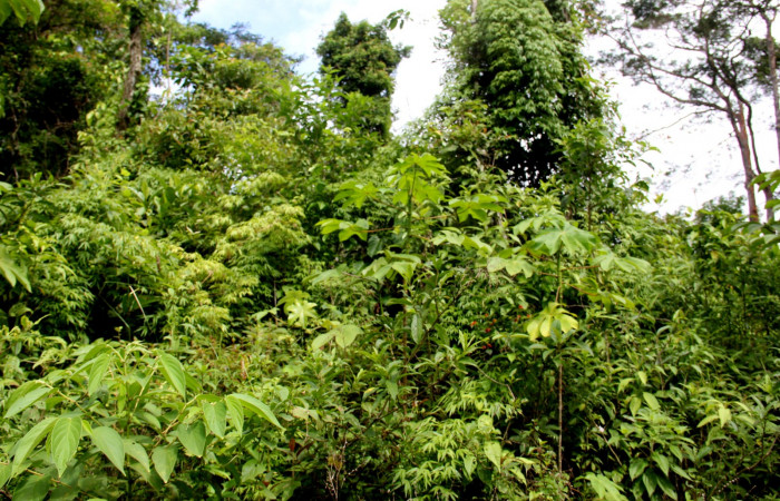 Fig.1 <i>Rhipidocladum racemiflorum</i></i> planta entera cubriendo copas de otras especies.