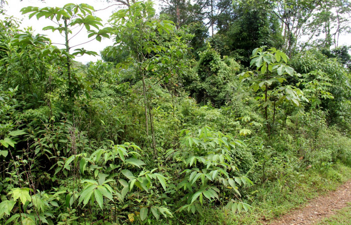 Fig.2 <i>Rhipidocladum racemiflorum</i></i> Hábitat en margenes de caminos,