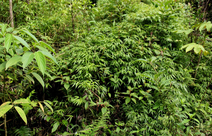 Fig.3  <i>Rhipidocladum racemiflorum</i></i>  Follaje