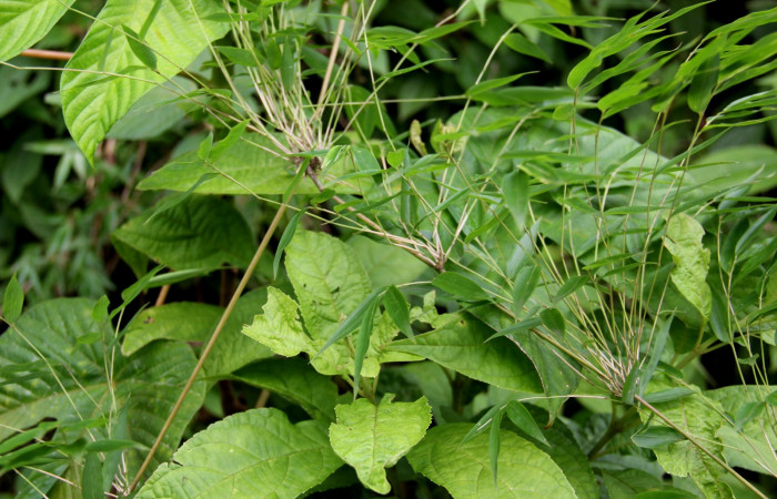 Fig.1 <i>Rhipidocladum racemiflorum</i></i>  forma de nudos