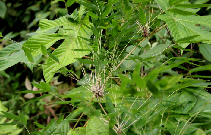 Fig.1 <i>Rhipidocladum racemiflorum</i></i>  Posición de nudos.