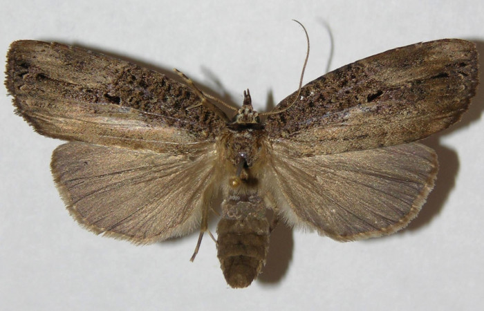 Figura 7. Adulto de <i>Tagela cayuga</i></i> (Notodontidae), hembra vista dorsal, localidad La Guitarra, Sector El Hacha ACG (355m). Voucher: 01-SRNP-24429-DHJ310482.jpg.