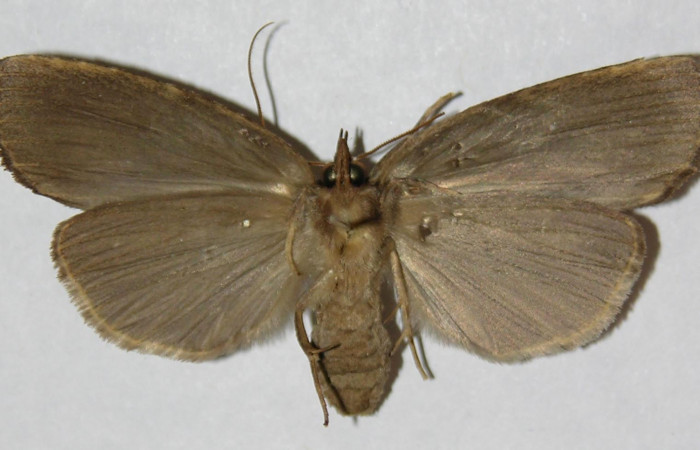 Figura 8. Adulto de <i>Tagela cayuga</i></i> (Notodontidae), hembra vista ventral, localidad La Guitarra, Sector El Hacha ACG (355m). Voucher: 01-SRNP-24429-DHJ310483.jpg.