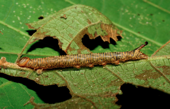 Figura 4. Larva <i>Tagela cayuga</i></i> (Notodontidae), último estadío (U) vista lateral, localidad Pasmompa, Sector Pitilla ACG (440m). Voucher: 06-SRNP-30928-DHJ412462.jpg.