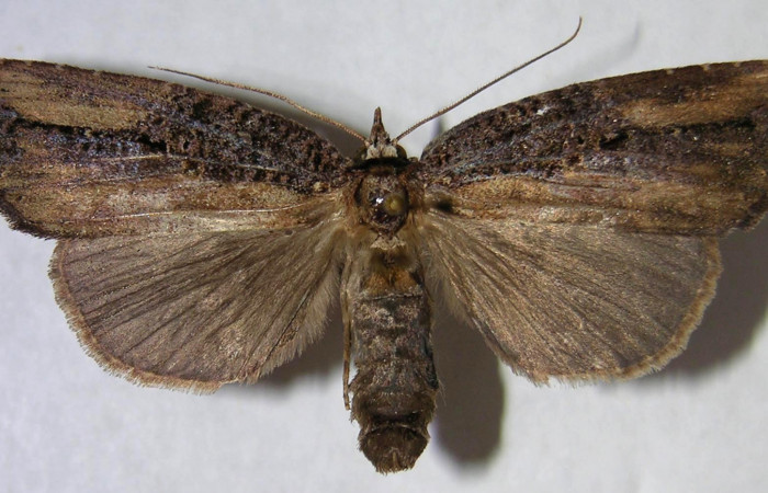 Figura 1. Adulto de <i>Tagela cayuga</i></i> (Notodontidae), vista dorsal, localidad Quebrada Otilio, Sector Cacao ACG (550m). Voucher: 06-SRNP-48033-DHJ366288.jpg.