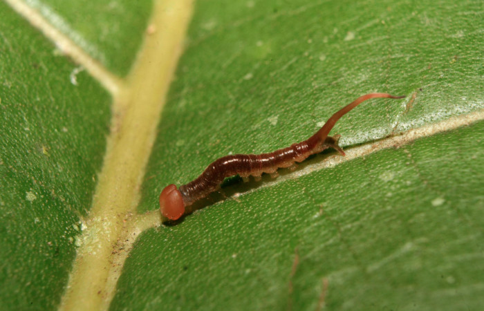 Figura 2. Larva <i>Tagela cayuga</i></i> (Notodontidae), tercer estadío (PPU) vista dorsal, localidad Medrano, Estación Biológica Quica Sector Pitilla ACG (380m). Voucher: 14-SRNP-70403-DHJ722081.jpg.