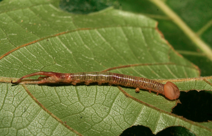 Figura 3. Larva <i>Tagela cayuga</i></i> (Notodontidae), penúltimo estadío (PU) vista lateral, localidad Medrano, Estación Biológica Quica Sector Pitilla ACG (380m). Voucher: 14-SRNP-70403-DHJ722088.jpg.