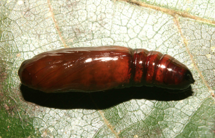 Figura 6. Pupa de <i>Tagela cayuga</i></i> (Notodontidae), vista dorsal, localidad Medrano, Estación Biológica Quica Sector Pitilla ACG (380m). Voucher: 14-SRNP-70403-DHJ722296.jpg.