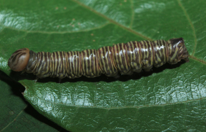 Figura 5. Larva <i>Tagela cayuga</i></i> (Notodontidae), en estado de prepupa vista dorsal, localidad Medrano, Estación Biológica Quica Sector Pitilla ACG (380m). Voucher: 14-SRNP-71536-DHJ723830.jpg.