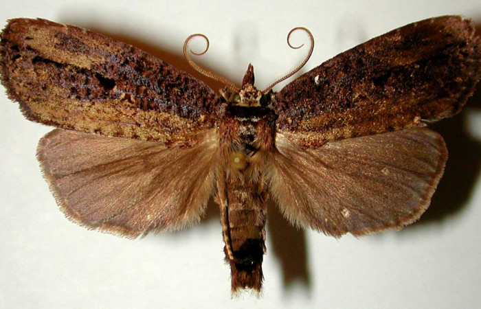 Figura 9. Adulto de <i>Tagela cayuga</i></i> (Notodontidae), macho vista dorsal, localidad Estación Gongora, Sector Cacao ACG (570m). Voucher: 96-SRNP-10138-DHJ32512.jpg.
