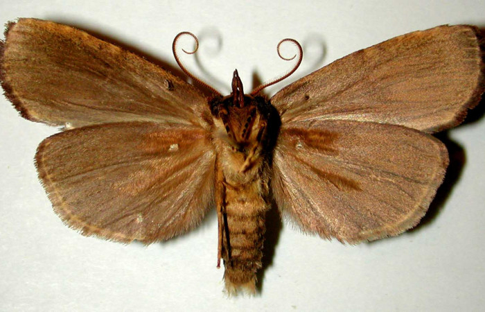 Figura 10. Adulto de <i>Tagela cayuga</i></i> (Notodontidae), macho vista ventral, localidad Estación Gongora, Sector Cacao ACG (570m). Voucher: 96-SRNP-10138-DHJ32513.jpg.