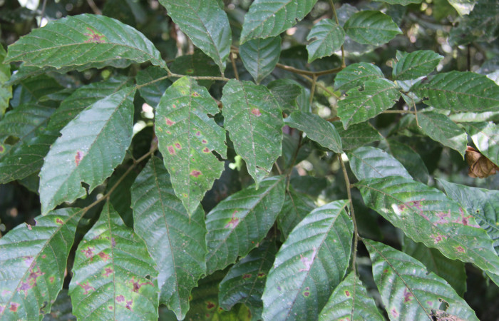 Figura 11. Planta hospedera de <i>Tagela cayuga</i></i> (Notodontidae), esta planta se llama <i>Cupania glabra</i></i> (Sapindaceae), localidad Bullas, Estación Biológica Quica Sector Pitilla ACG (440m).