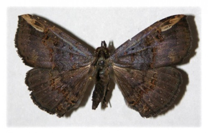 Figura 7. Adulto de <i>Phaeoblemma dares</i></i> (Erebidae), hembra vista dorsal, localidad Sendero Corredor Sector San Cristóbal ACG (620m). Voucher: 04-SRNP-4019-DHJ314748.jpg.