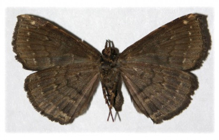 Figura 8. Adulto de <i>Phaeoblemma dares</i></i> (Erebidae), hembra vista ventral, localidad Sendero Corredor Sector San Cristóbal ACG (620m). Voucher: 04-SRNP-4019-DHJ314749.jpg.