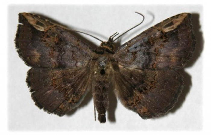 Figura 9. Adulto de <i>Phaeoblemma dares</i></i> (Erebidae), macho vista dorsal, localidad Puente Palma, Sector San Cristóbal ACG (460m). Voucher: 04-SRNP-60273-DHJ314742.jpg.