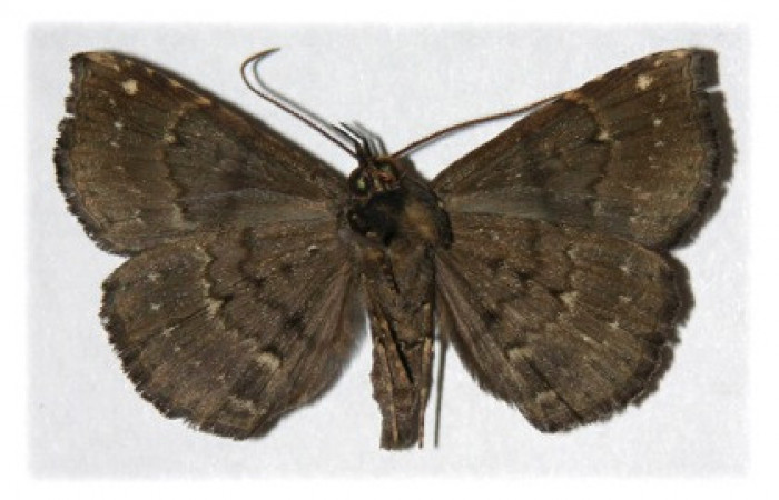 Figura 10. Adulto de <i>Phaeoblemma dares</i></i> (Erebidae), macho vista ventral, localidad Puente Palma, Sector San Cristóbal ACG (460m). Voucher: 04-SRNP-60273-DHJ314743.jpg.