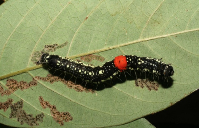 Figura 4. Larva <i>Phaeoblemma dares</i></i> (Erebidae), último estadío (U)vista dorsal, localidad Estación La Perla, Sector Mundo Nuevo ACG (325m). Voucher: 05-SRNP-59246-DHJ408548.jpg.