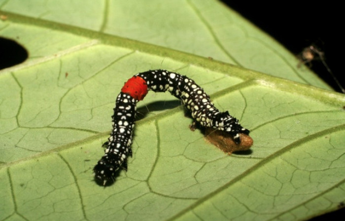 Figura 11. Larva <i>Phaeoblemma dares</i></i> (Erebidae), vista capullo de parásito <i>Snellenius</i></i> Whitfield03 (Braconidae), localidad Puente Palma Sector San Cristóbal ACG (460m). Voucher: 06-SRNP-5624-DHJ411162.jpg.