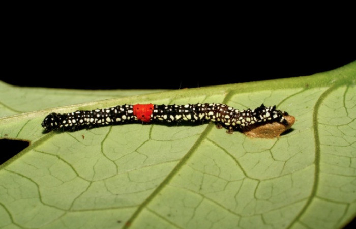 Figura 12. Larva <i>Phaeoblemma dares</i></i> (Erebidae), vista capullo de parásito <i>Snellenius</i></i> Whitfield03 (Braconidae), localidad Puente Palma Sector San Cristóbal ACG (460m). Voucher: 06-SRNP-5624-DHJ411176.jpg.