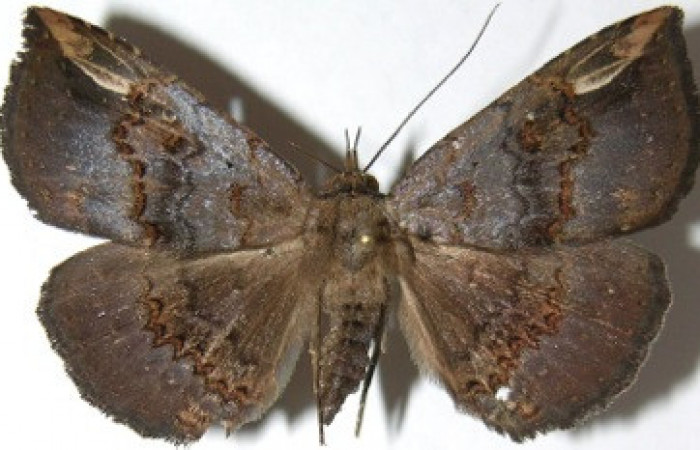 Figura 1. Adulto de <i>Phaeoblemma dares</i></i> (Erebidae), vista dorsal, localidad Tangelo Sector Del Oro ACG (410m). Voucher: 07-SRNP-24446-DHJ388762.jpg.