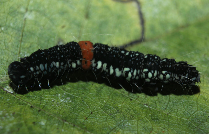 Figura 5. Larva <i>Phaeoblemma dares</i></i> (Erebidae), estado de prepupa, vista dorsal, localidad Medrano, Estación Biológica Quica, Sector Pitilla ACG (380m). Voucher: 14-SRNP-71855-DHJ726321.jpg.