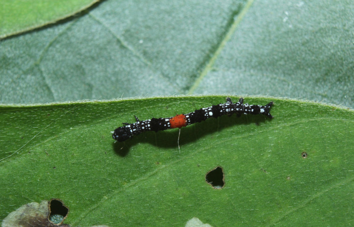 Figura 2. Larva <i>Phaeoblemma dares</i></i> (Erebidae), tercer estadío (PPU) vista dorsal, localidad Medrano Estación Biológica Quica, Sector Pitilla ACG (380m). Voucher: 14-SRNP-71863-DHJ726146.jpg.