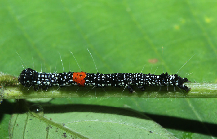 Figura 3. Larva <i>Phaeoblemma dares</i></i> (Erebidae), penúltimo estadío (PU) vista dorsal, localidad Medrano Estación Biológica Quica, Sector Pitilla ACG (380m). Voucher: 14-SRNP-71863-DHJ726260.jpg.