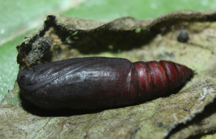 Figura 6. Pupa de <i>Phaeoblemma dares</i></i> (Erebidae), vista dorsal, localidad Medrano, Estación Biológica Quica, Sector Pitilla ACG (380m). Voucher: 14-SRNP-71863-DHJ726327.jpg.