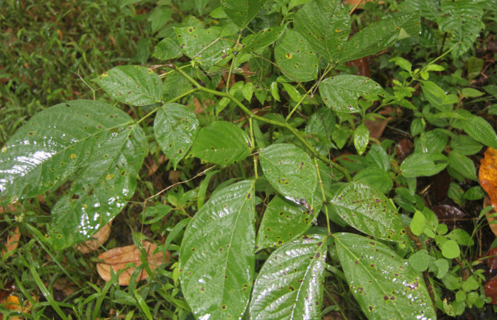Figura 13. Planta hospedera de <i>Phaeoblemma dares</i></i> (Erebidae), esta planta se llama <i>Senna papillosa</i></i> (Fabaceae), localidad Estación Biológica Quica Sector Pitilla ACG (470m).