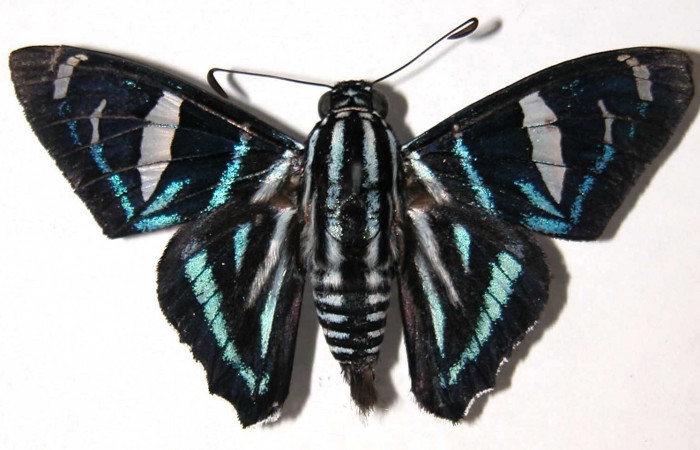 Fig.10 Adulto de <i>Jemadia suekentonmiller</i></i>  mostrando la parte dorsal ,  macho Voucher: 01-SRNP-9029-DHJ37272.jpg