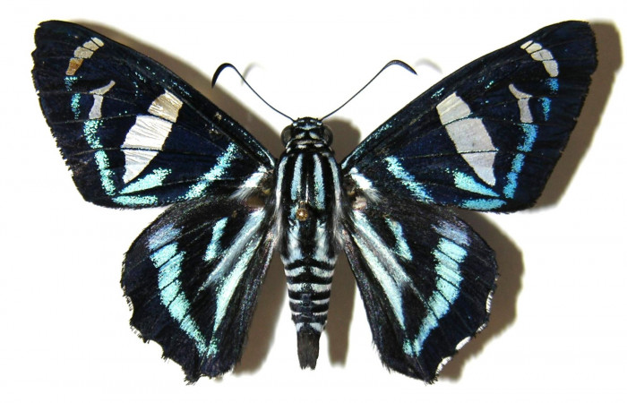 Fig.12 Adulto de <i>Jemadia suekentonmiller</i></i>  mostrando la parte dorsal , hembra, Voucher: Fig.12 04-SRNP-32358-DHJ306200.jpg