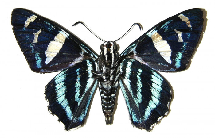 Fig.13 Adulto de <i>Jemadia suekentonmiller</i></i>  mostrando la parte dorsal , hembra, Voucher: Fig.12 04-SRNP-32358-DHJ306201.jpg